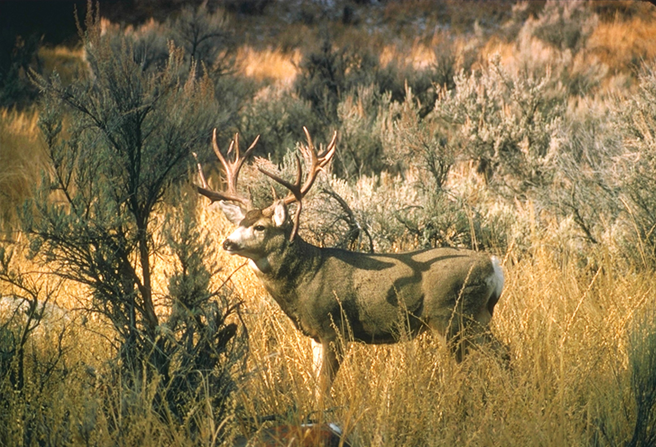 Radium Colorado Wildlife Sighting