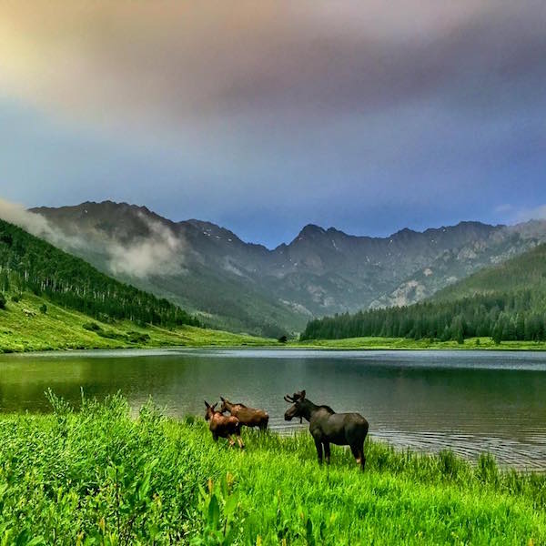 Vail moose trio
