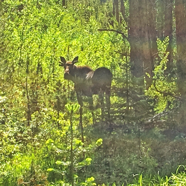 Vail moose viewing