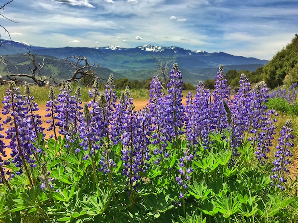 colorado wildflowers vail jeep tours