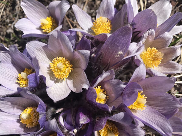 Colorado Wildflowers