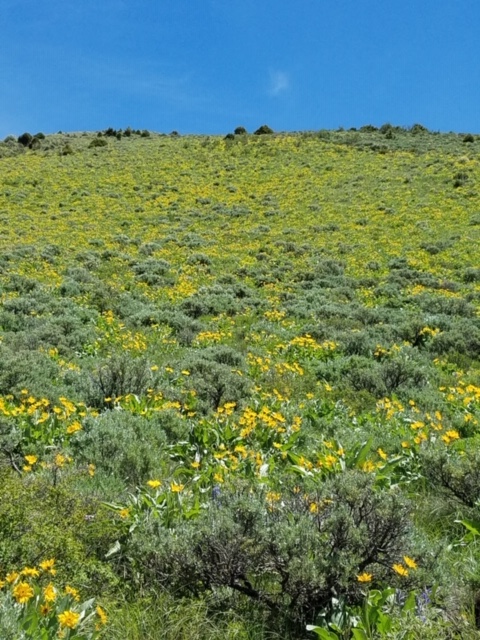 Hillside covered with yellow Colorado wildflowers