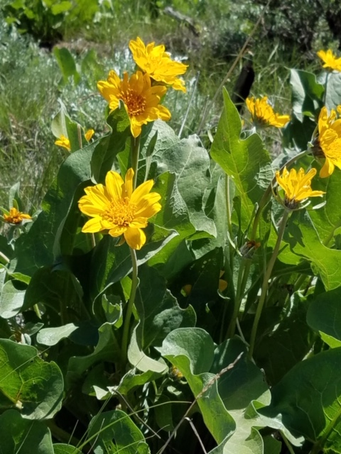 Yellow daisy-like wildflowers